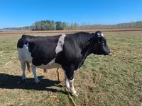 Lembu jantan, Russian Black pied cattle — foto 1