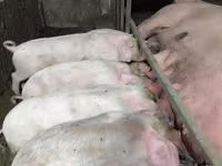 Porci (lot, sex nespecificat), Ландрас — foto 3