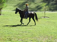 Kuda betina, Tennessee Walking Horse — foto 8