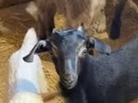 Ged, Nubian Goat — foto 5