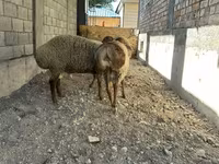 Schaf, Arashan sheep — Foto 8