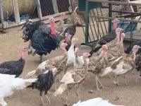 Turkeys — foto 3