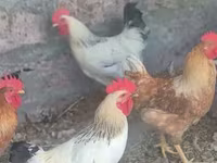 Chickens — تصویر 2