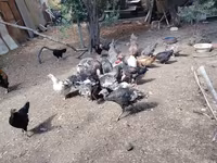 Chickens — foto 6