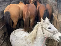 Kuda betina, Horses — foto 2