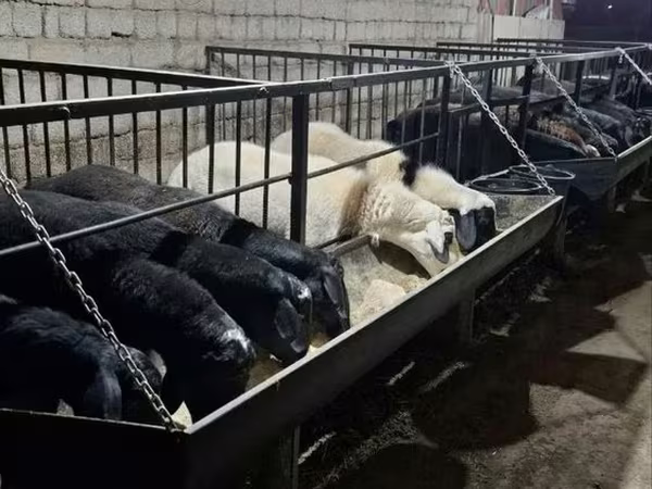 Kambing jantan, Sheep