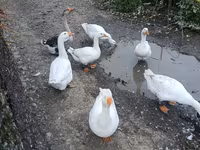 Geese — foto 2