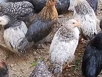 Chickens — عکس 3
