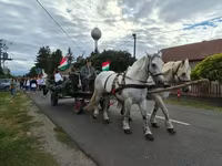 Klisna, Percheron — foto 3