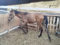 Cavalo, French Trotter — foto 2