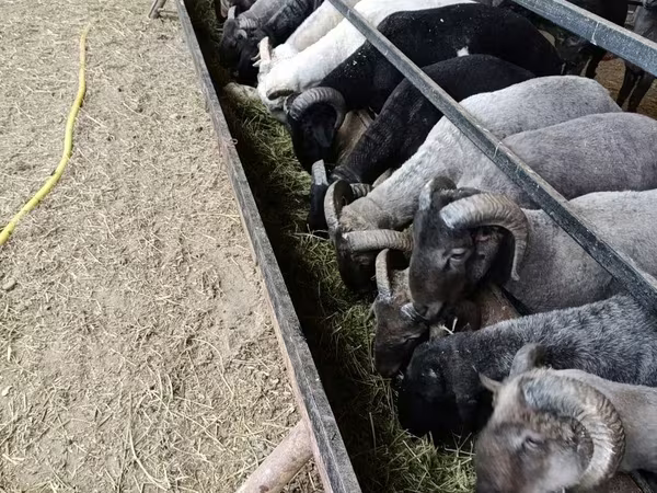 Ram, Sheep — Uzbekistan