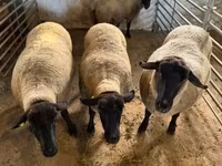 میش, White Suffolk sheep — عکس 1