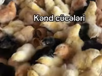 Chickens — الصورة 1