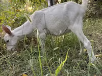 بز نر, Saanen goat — عکس 4