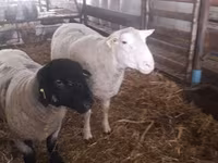 Beran, White Suffolk sheep — foto 3