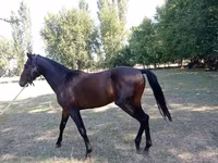 گھوڑا, Thoroughbred horse — تصویر 3