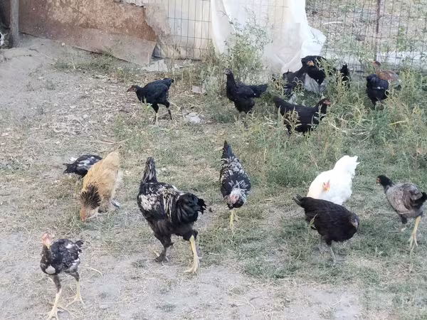 Chickens