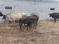 Krowa, Bydło — zdjęcie 2