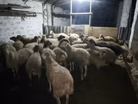 كبش, الأغنام — الصورة 3