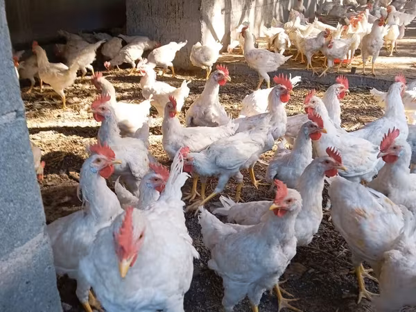 Chickens — Kyrgyzstan
