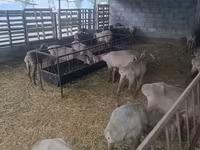 Biri-biri betina, Arashan sheep — foto 4