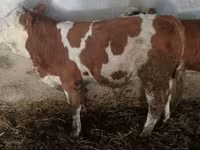 วัวตัวผู้, Simmental cattle — รูปภาพ 2