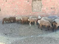 قوچ, Arashan sheep — عکس 7