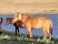 Koń, Kazakh horse — zdjęcie 1