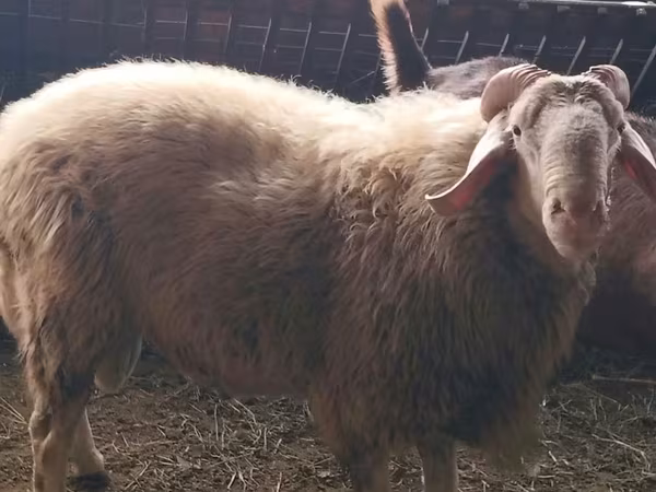 Vædder, Assaf sheep