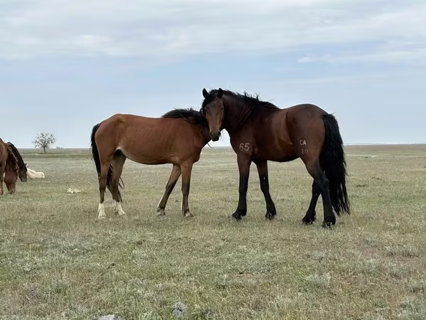 مادیان, Kazakh horse