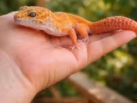 Leopard gekko – narıncı çalarların üstünlük təşkil etdiyi gözoxşayan — picha 2
