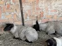 Πρόβατο, White Suffolk sheep — φωτογραφία 2