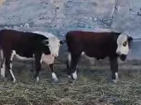 Ng'ombe (kikundi, jinsia haijatajwa), Ng'ombe wa Kazakh mwenye kichwa cheupe — picha 5