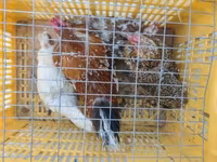 Bantam japonez — foto 1
