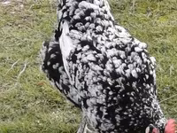 Chickens — عکس 8