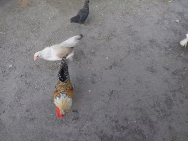 Chickens