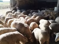 میش, Ile-de-France sheep — عکس 3