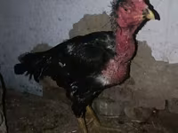 Chickens — Foto 4