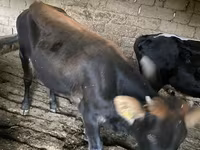 Bulle, Russian Black pied cattle — Foto 3