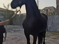 Stute, Friesian — Foto 2