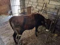 گاو و گوساله (گروه، جنسیت مشخص نشده), گاو — عکس 2