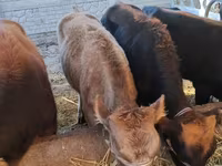 گاو ماده, Swiss cattle — عکس 4