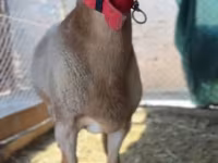 Bélier, Rhon sheep — photo 4