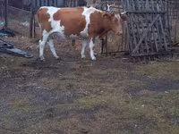 ላም, Simmental cattle — ፎቶ 4