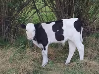 วัวตัวผู้, Russian Black pied cattle — รูปภาพ 1