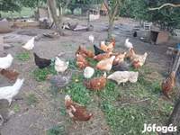 Chickens — zdjęcie 3
