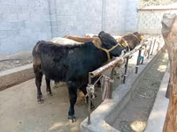 گاو نر, Swiss cattle — عکس 1
