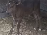 Bik, Swiss cattle — fotografija 4