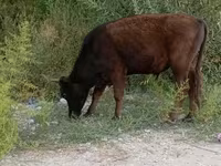 Bull, Cattle — photo 8