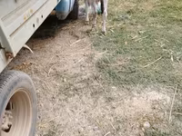 Bou, Bovine — foto 2